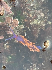 Flabellinopsis iodinea