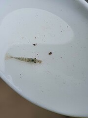 Paratya curvirostris