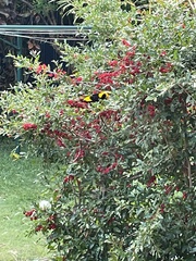 Sericulus chrysocephalus