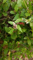 Malpighia glabra