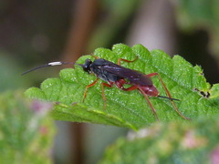 Cryptinae