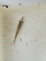 Paratya curvirostris