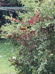 Sericulus chrysocephalus