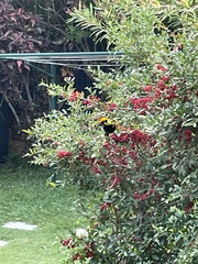 Sericulus chrysocephalus