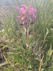 Pedicularis sudetica