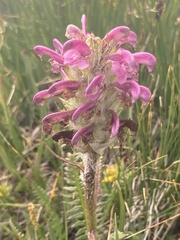 Pedicularis sudetica