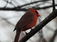 Cardinalis cardinalis