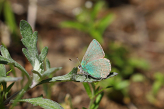 Callophrys