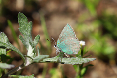 Callophrys