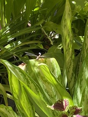 Erythrodiplax umbrata