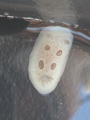 Diaulula sandiegensis