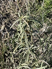 Asclepias fascicularis