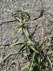Asclepias fascicularis