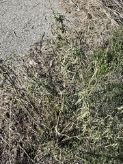 Asclepias fascicularis