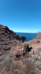 Ferocactus emoryi emoryi