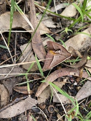 Epidesmia chilonaria