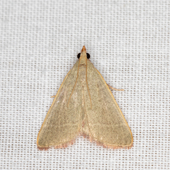 Hypsopygia albidalis