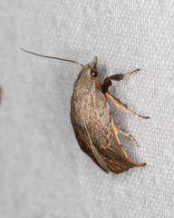 Tortricopsis pyroptis