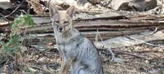 Lycalopex