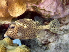 Lactophrys bicaudalis