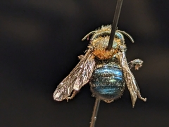 Osmia