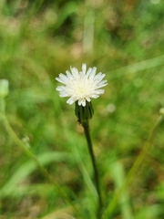Hypochaeris albiflora