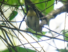 Vireo chivi
