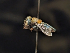 Osmia