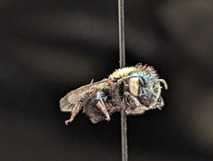 Osmia