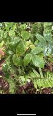 Rubus idaeus