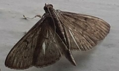 Herpetogramma licarsisalis