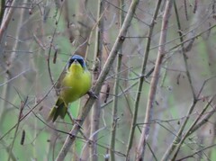 Geothlypis poliocephala