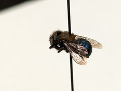 Osmia