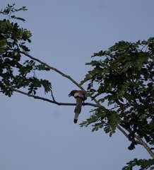 Dendrocitta vagabunda