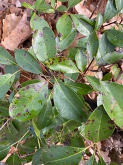 Mycosphaerella colorata