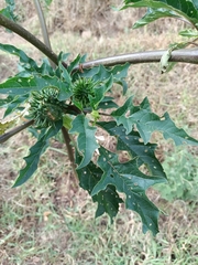 Datura