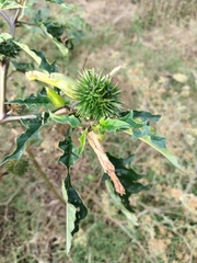 Datura