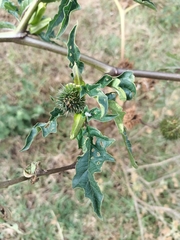 Datura