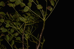 Polyscias cissodendron