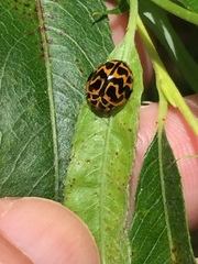 Cleobora mellyi