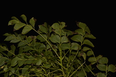 Polyscias cissodendron