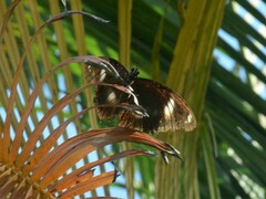 Hypolimnas bolina nerina