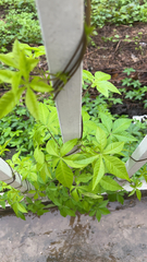 Ipomoea cairica