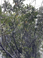 Elaeocarpus dentatus