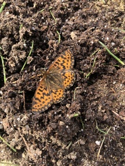 Boloria chariclea