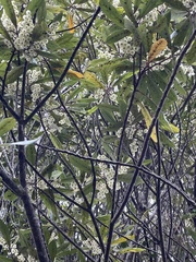 Elaeocarpus dentatus