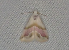 Eublemma roseana