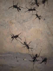 Eciton burchellii parvispinum
