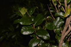 Xylosma maidenii