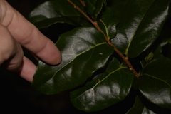 Xylosma maidenii